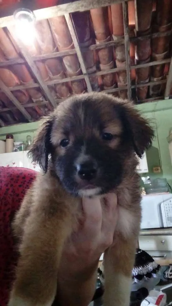 Cachorro raça Sem raça definida idade Abaixo de 2 meses nome Sem nome