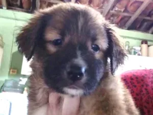 Cachorro raça Sem raça definida idade Abaixo de 2 meses nome Sem nome