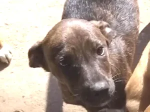 Cachorro raça Indefinido idade 7 a 11 meses nome Fujão