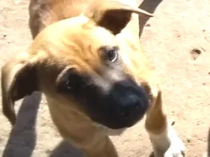 Cachorro raça Indefinido idade 7 a 11 meses nome Berlin