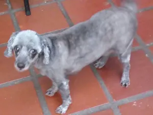 Cachorro raça SRD idade 6 ou mais anos nome Malu