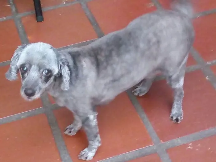 Cachorro ra a SRD idade 6 ou mais anos nome Malu