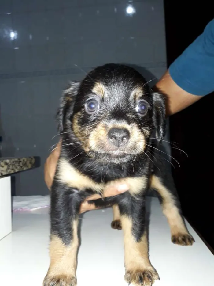 Cachorro ra a mestiços idade Abaixo de 2 meses nome sem nome