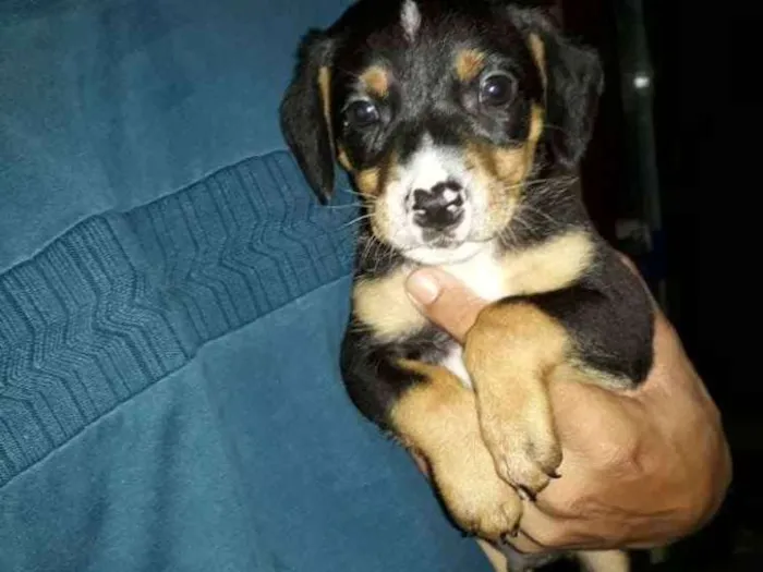 Cachorro ra a mestiços idade Abaixo de 2 meses nome sem nome