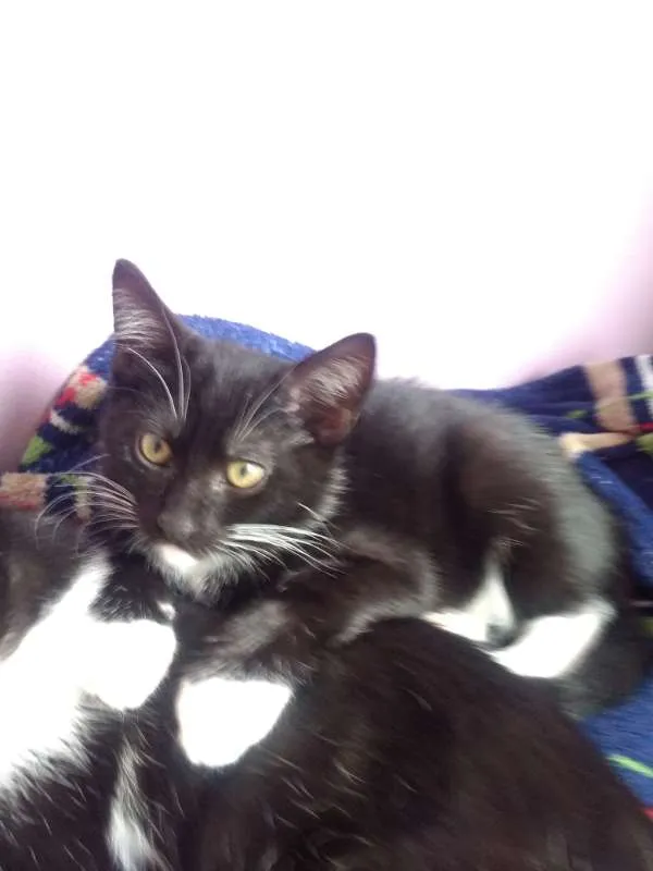 Gato ra a SRD idade Abaixo de 2 meses nome Luvis