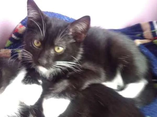 Gato ra a SRD idade Abaixo de 2 meses nome Luvis