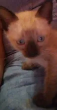 Tuti