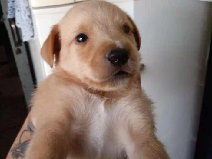 Cachorro ra a S.r.d idade Abaixo de 2 meses nome Filhotes