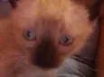 Tuti