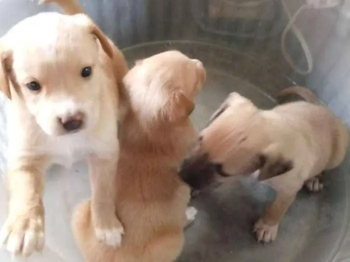 Cachorro ra a S.r.d idade Abaixo de 2 meses nome Filhotes