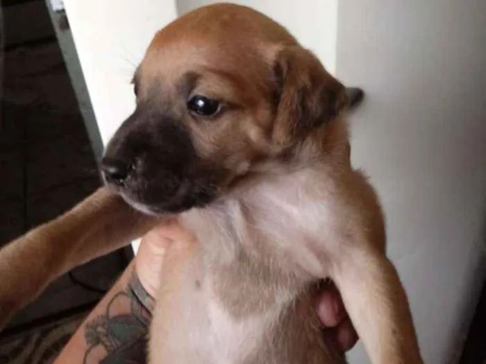 Cachorro ra a S.r.d idade Abaixo de 2 meses nome Filhotes