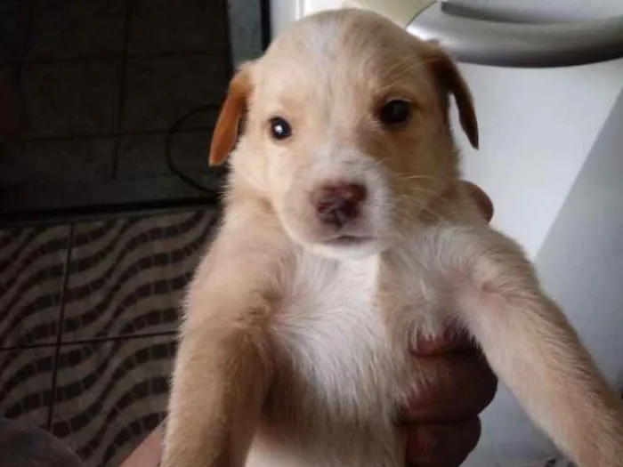 Cachorro ra a S.r.d idade Abaixo de 2 meses nome Filhotes