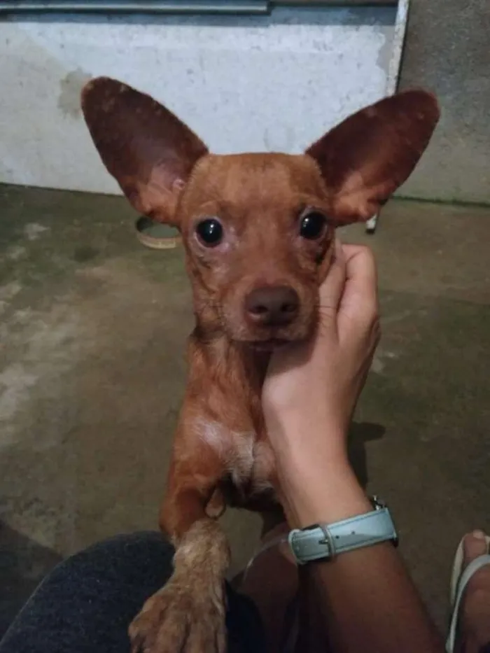 Cachorro raça Pinscher idade 2 anos nome Sabrina