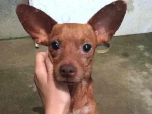 Cachorro raça Pinscher idade 2 anos nome Sabrina