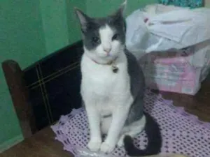 Gato raça Srd idade 2 anos nome Kimi