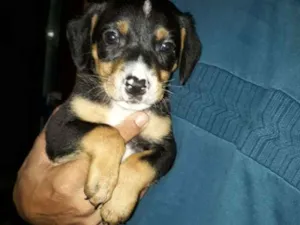 Cachorro raça mestiços idade Abaixo de 2 meses nome sem nome