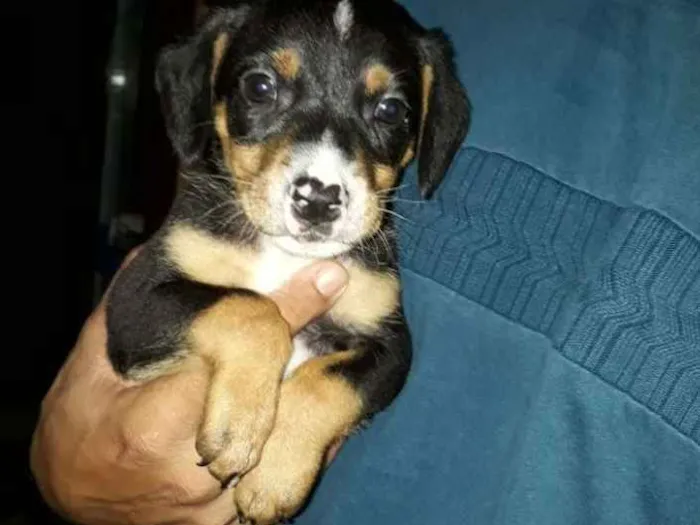 Cachorro ra a mestiços idade Abaixo de 2 meses nome sem nome