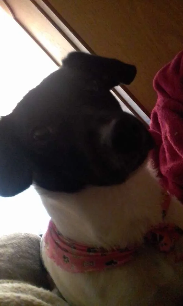 Cachorro ra a Mista idade 1 ano nome P erola