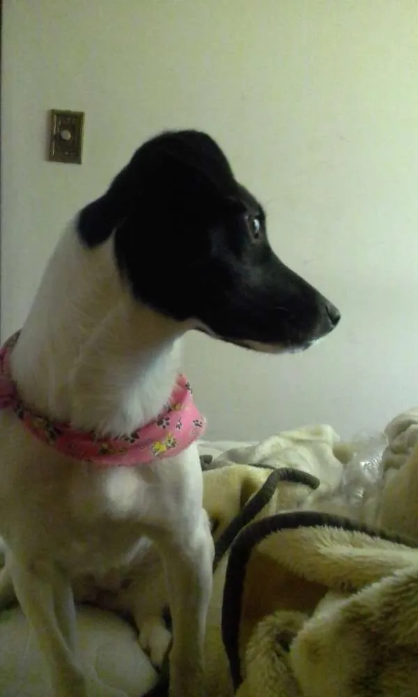 Cachorro ra a Mista idade 1 ano nome P erola