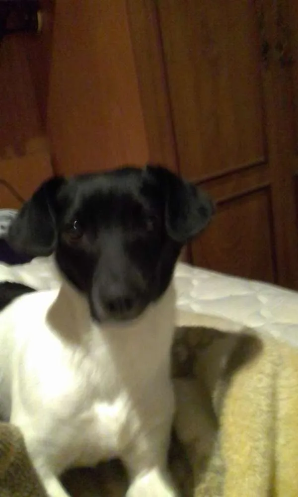 Cachorro ra a Mista idade 1 ano nome P erola
