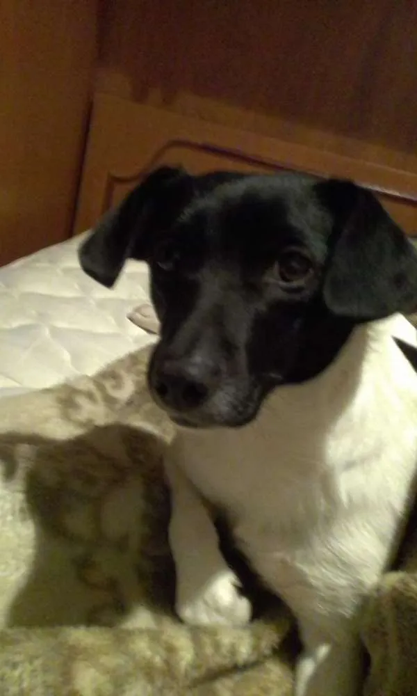 Cachorro ra a Mista idade 1 ano nome P erola