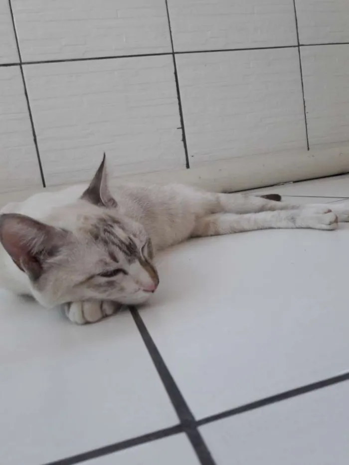 Gato raça rnd idade 1 ano nome mel