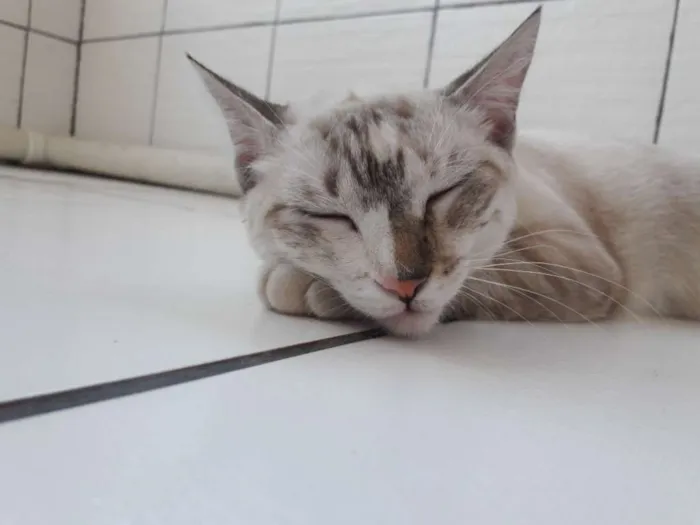 Gato raça rnd idade 1 ano nome mel