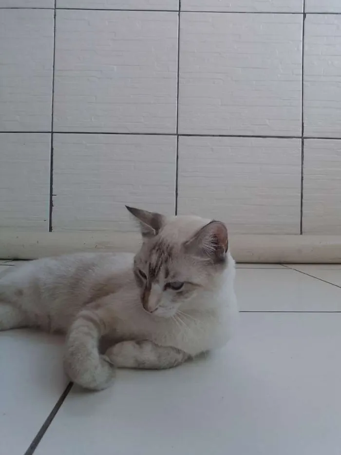 Gato raça rnd idade 1 ano nome mel