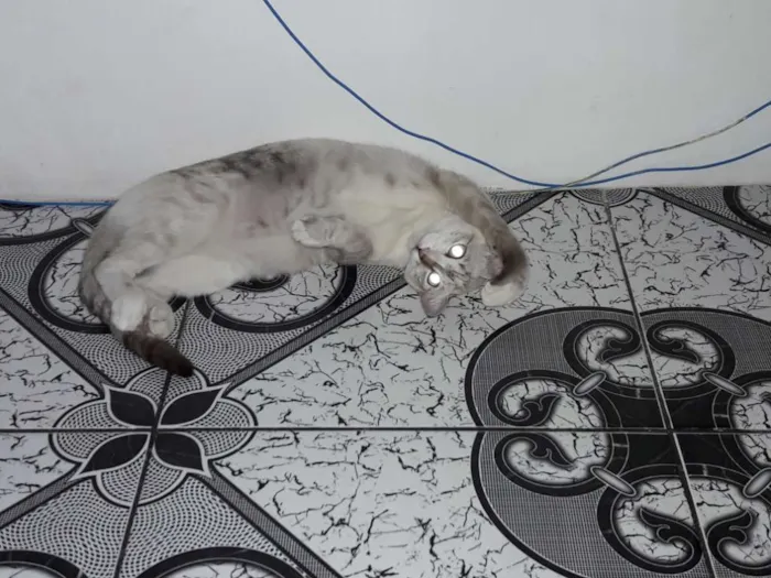 Gato raça rnd idade 1 ano nome mel