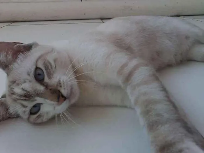 Gato raça rnd idade 1 ano nome mel