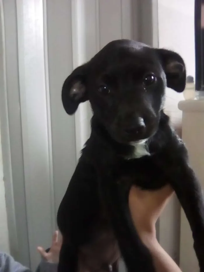 Cachorro ra a Srd idade 2 a 6 meses nome Teddy//Mag