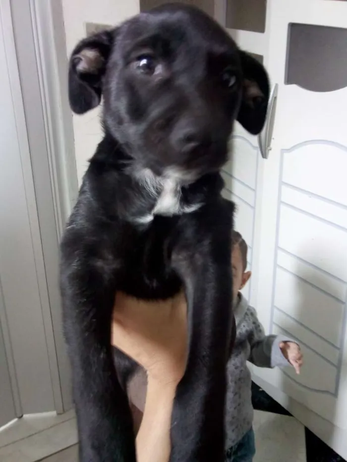 Cachorro ra a Srd idade 2 a 6 meses nome Teddy//Mag