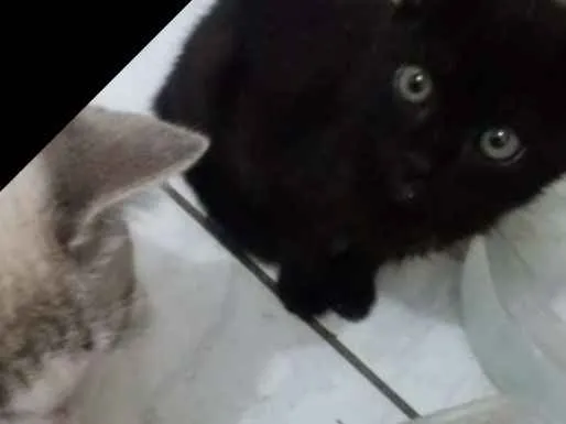 Gato raça Sem raça definida idade Abaixo de 2 meses nome Não definido