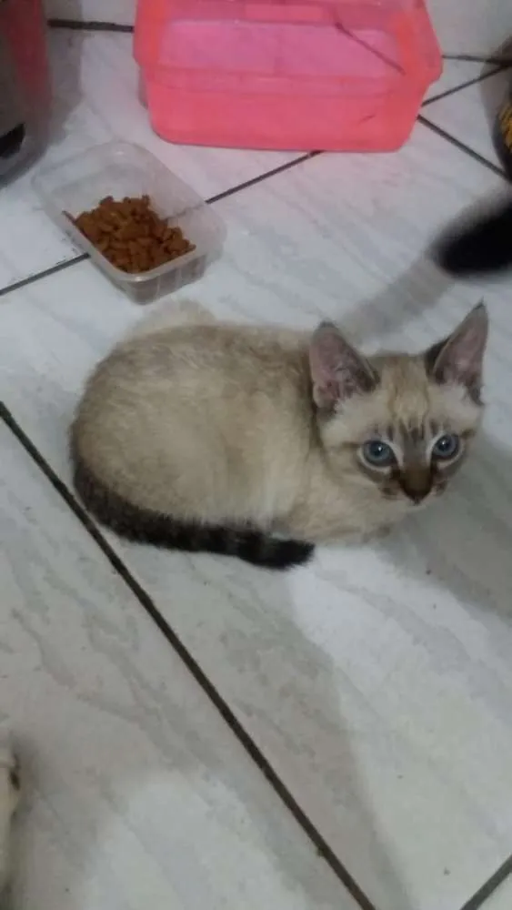 Gato raça Sem raça definida idade Abaixo de 2 meses nome Não definido