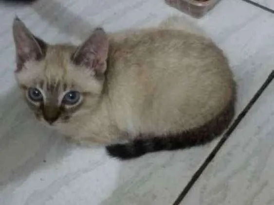 Gato raça Sem raça definida idade Abaixo de 2 meses nome Não definido