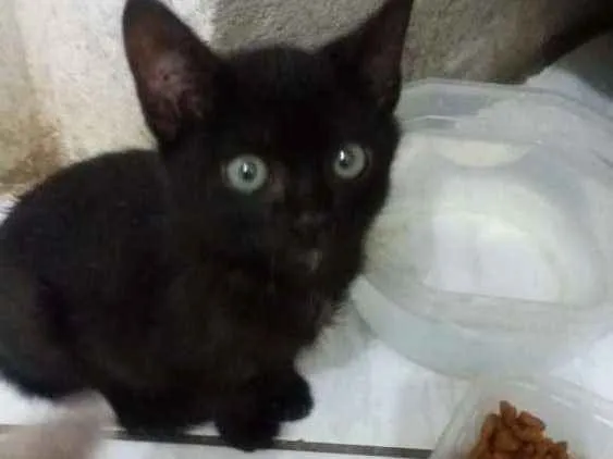 Gato raça Sem raça definida idade Abaixo de 2 meses nome Não definido