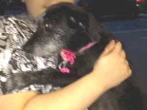 Cachorro raça SRD idade 1 ano nome Sacha