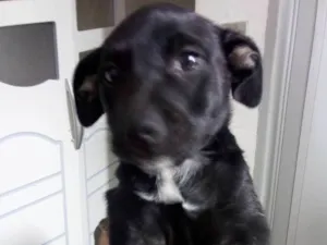 Cachorro raça Srd idade 2 a 6 meses nome Teddy//Mag