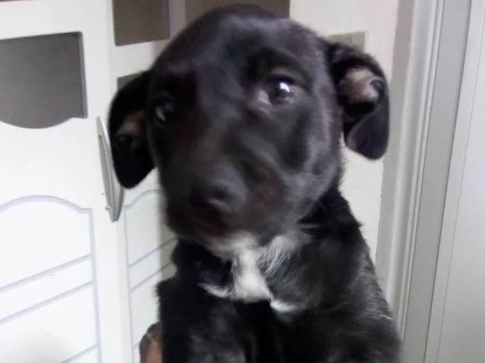 Cachorro ra a Srd idade 2 a 6 meses nome Teddy//Mag
