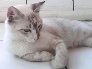 Gato raça rnd idade 1 ano nome mel