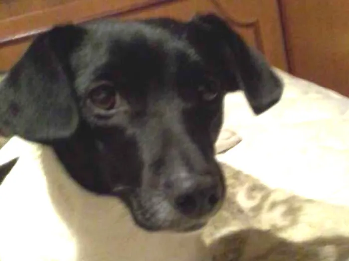 Cachorro ra a Mista idade 1 ano nome P erola