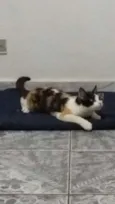 Malévola 