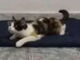 Malévola 