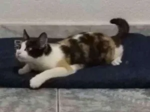 Gato raça Coloridinho idade 7 a 11 meses nome Malévola 