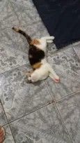 Nininha