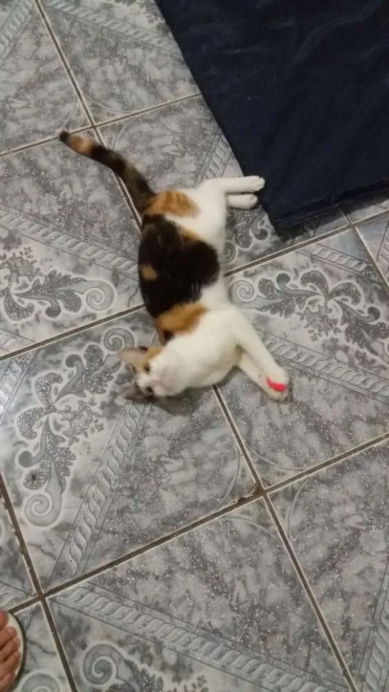 Gato raça Coloridinho idade 7 a 11 meses nome Nininha
