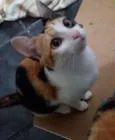 Nininha