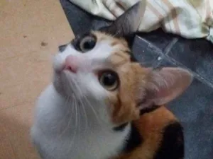 Gato raça Coloridinho idade 7 a 11 meses nome Nininha