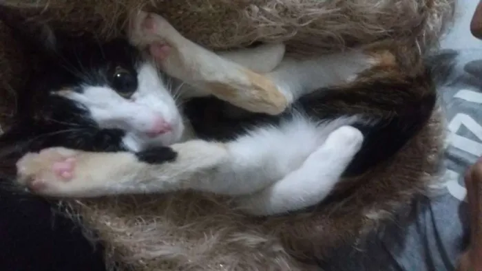 Gato raça Coloridinho idade 7 a 11 meses nome Malévola 
