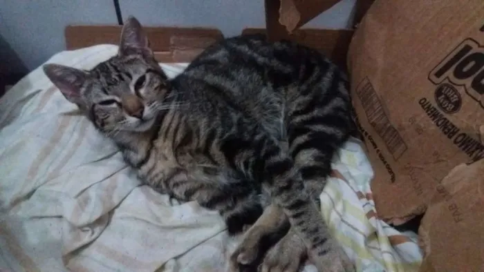 Gato raça Rajado idade 7 a 11 meses nome Riu